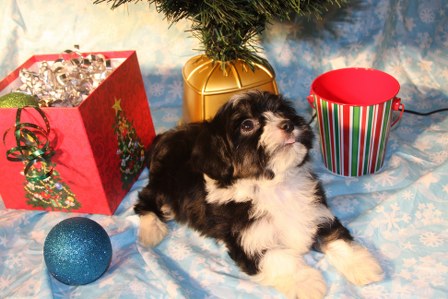 havanese-puppies